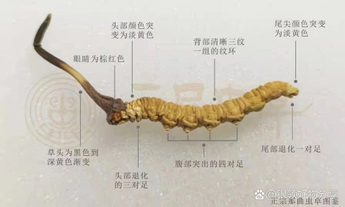 权威藿香正气胶囊的害处平台,分享专业吃藿香正气胶囊的好处知识_吃藿香正气胶囊说明书网